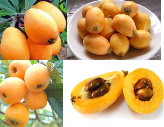 Loại quả ăn vặt ở Nhật vứt đầy đường không ai lấy, về Việt Nam có giá 4 triệu đồng/kg Loại quả ăn vặt ở Nhật vứt đầy đường không ai lấy, về Việt Nam có giá 4 triệu đồng/kg