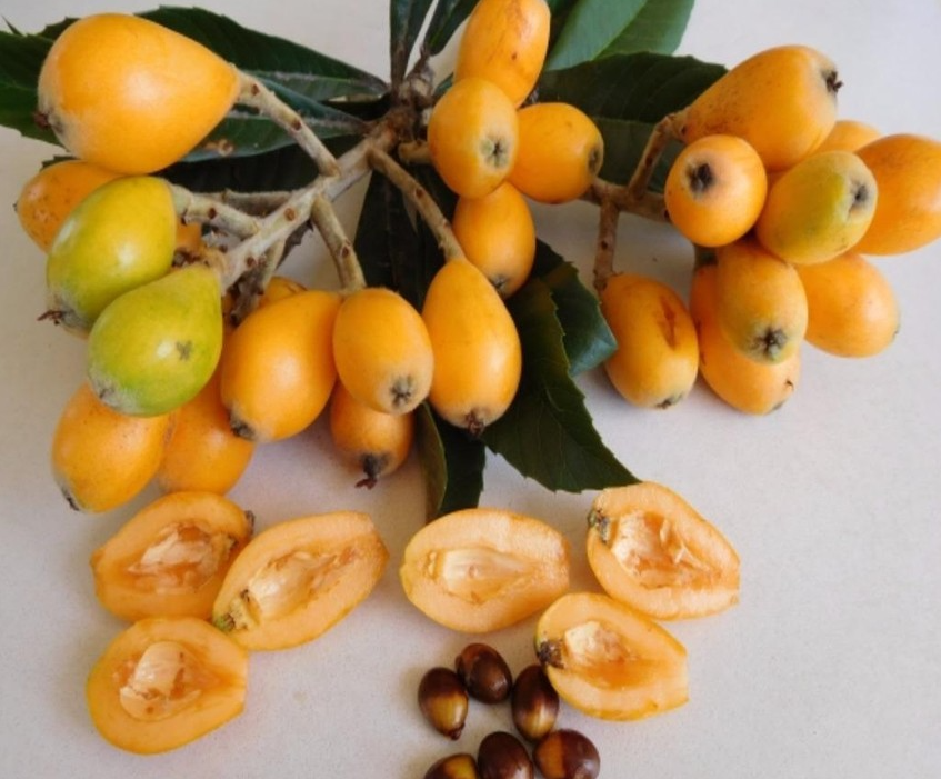 Loại quả ăn vặt ở Nhật vứt đầy đường không ai lấy, về Việt Nam có giá 4 triệu đồng/kg Loại quả ăn vặt ở Nhật vứt đầy đường không ai lấy, về Việt Nam có giá 4 triệu đồng/kg