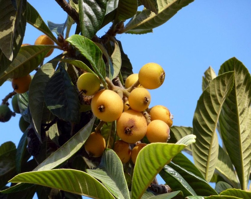 Loại quả ăn vặt ở Nhật vứt đầy đường không ai lấy, về Việt Nam có giá 4 triệu đồng/kg Loại quả ăn vặt ở Nhật vứt đầy đường không ai lấy, về Việt Nam có giá 4 triệu đồng/kg