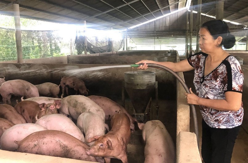 Tại miền Nam, giá heo hơi ở tỉnh Cà Mau ghi nhận giảm 2.000 đồng/kg.