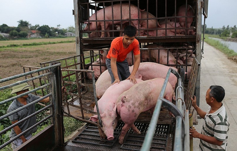 Giá heo hơi hôm nay tiếp đà giảm ở phía Nam khi giá heo giảm 2.000 đồng/kg ở một số tỉnh. 