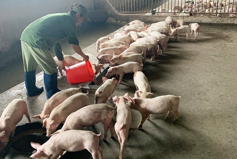 giá heo hơi thấp thế này chứng tỏ cung vượt cầu