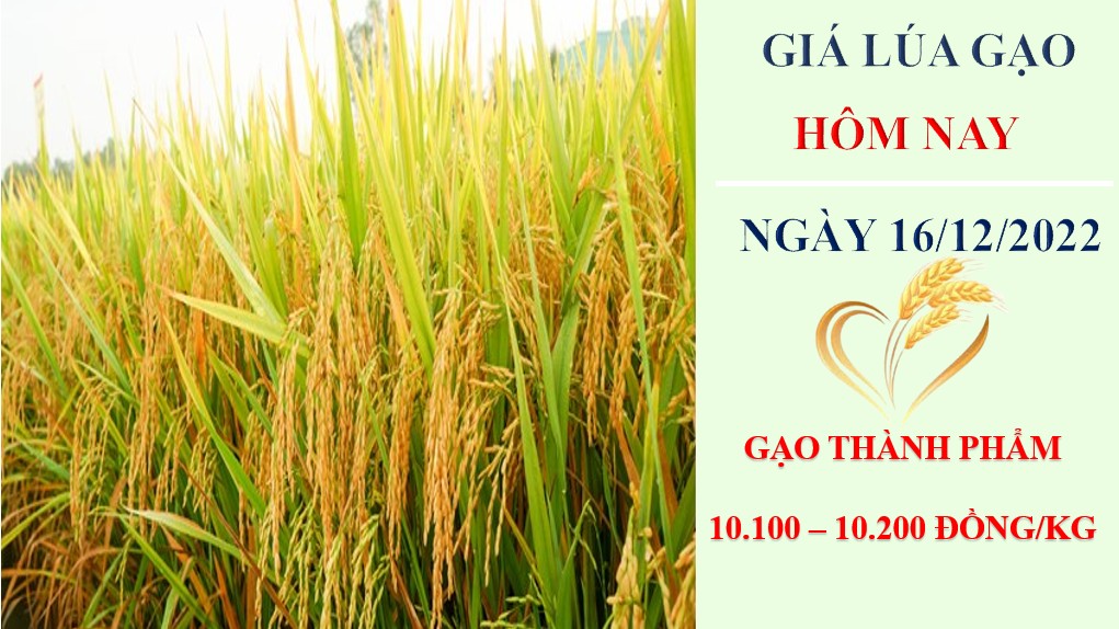 Giá lúa gạo hôm nay 16/12/2022: Nguồn cung giảm, giá gạo sẽ ở mức cao