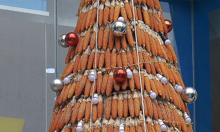 Dân cư đã cùng nhau bóc bẹ ngô, buộc treo vào khung sắt, tạo thành cây thông có chiều cao khoảng 10m, chu vi gốc cây thông khoảng 8m.