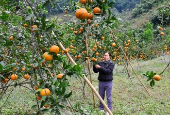 Nơi tạo nên nhiều triệu phú vùng cao, có thu nhập đứng đầu tỉnh nhờ cam, quýt