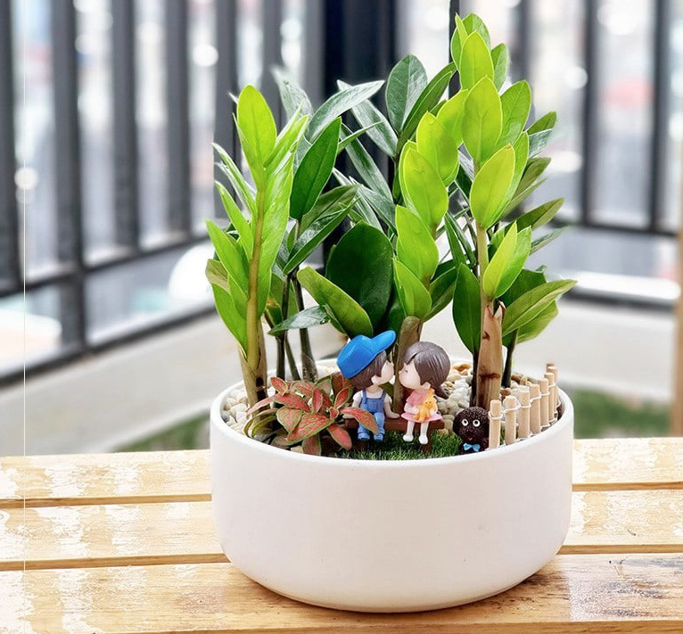 Top 9 cây cảnh hút tiền vào nhà năm 2023 nếu muốn sung túc thì nhất định đừng bỏ lỡ