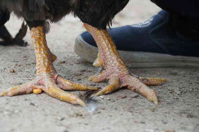 Chân gà trống thiến có màu vàng, lớp da chân như vảy rồng