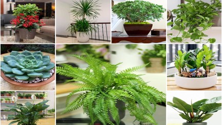 Top 9 cây cảnh hút tiền vào nhà năm 2023 nếu muốn sung túc thì nhất định đừng bỏ lỡ