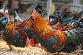 Thi nhau săn gà "thái giám" ăn Tết, giá 500.000 đồng/kg vẫn không có để mua