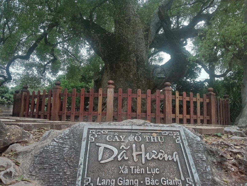 Cây Dã Hương nghìn năm tuổi nằm trên địa phận thôn Giữa (xã Tiên Lục, huyện Lạng Giang, tỉnh Bắc Giang)