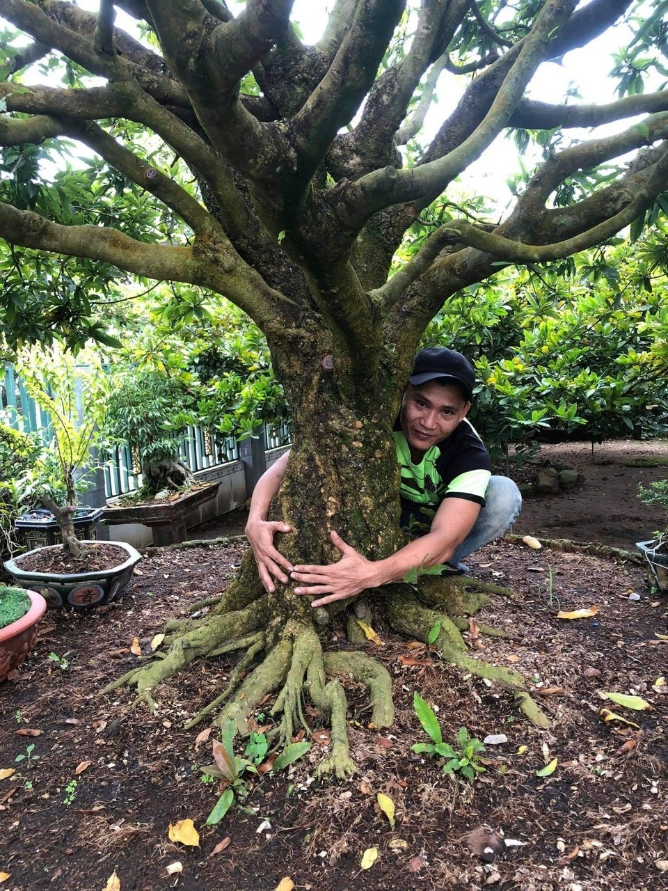 Cây mai vàng cổ thụ tại Bình Thuận được rao bán giá 2 tỉ đồng