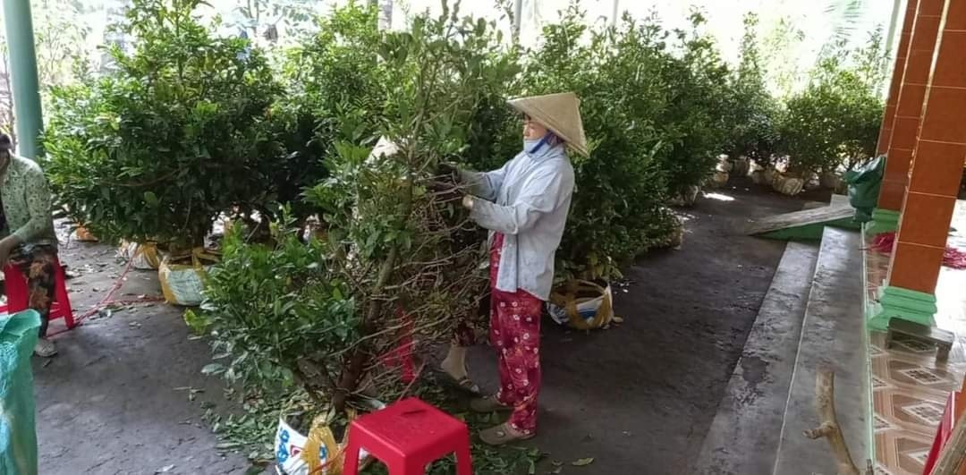 Các chủ vườn kinh doanh mai vàng đang tất bật chuẩn bị cho vụ tết