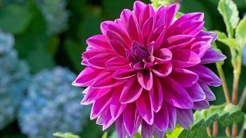 Dù giàu hay nghèo, ngày Tết cũng nên chưng những loại hoa này trong nhà để đón tài lộc, may mắn