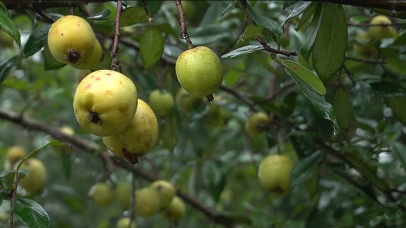 Loại quả xưa rụng đầy rừng không ai nhặt, lại là “thần dược” hỗ trợ điều trị nhiều bệnh