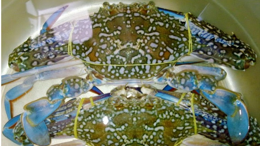 Đem ghẹ về làm bánh, tưởng không nên ăn mà lại là đặc sản nổi tiếng Hội An