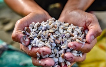 Đặc sản quê một thời "rẻ rúng" nay xuất hiện trên phim, là mỏ vàng ngư dân kiếm tiền triệu