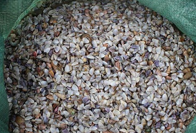 Con dắt đặc sản có màu trắng đục, con lớn nhất có kích thước chỉ bằng ngón tay người lớn.