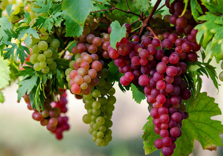 10 loại quả “cực tốt” nếu ăn vào ban ngày, nhưng lại “cực hại” nếu ăn vào ban đêm