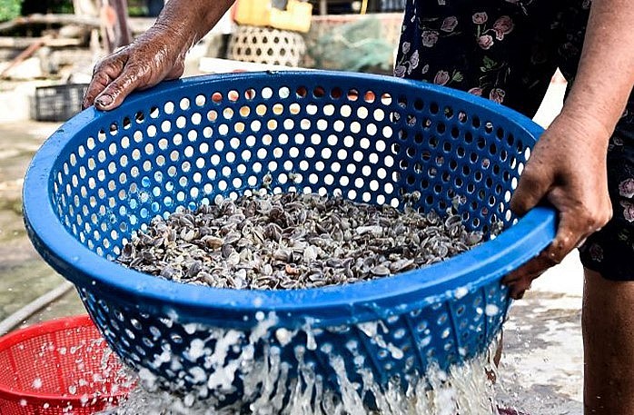 Dụng cụ chuyên biệt là vợt lưới thì mới có thể cào chúng từ nước lên được. Đến mùa, nếu đi cào dắt cả ngày, mỗi ngày có thể cào được 40-50 kg dắt, bán được từ 300.000 đến 500.000 đồng.