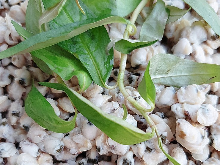 Trước đây, con dắt thường được người lao động nghèo bắt về chế biến thành món ăn hoặc bán cho các chủ đầm, trang trại nuôi tôm, cua, vịt với giá rẻ.