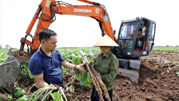 Trồng cây lá to như cái quạt, củ dài cả mét, 6 tháng bỏ túi 150 triệu