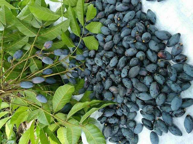 Loại quả được ví là "vàng đen", tưởng ăn chơi hóa là "tiên dược" cho sức khỏe