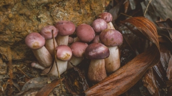 Sản vật hiếm có của vùng "Đảo Ngọc", vị đắng khó ăn nhưng bổ dưỡng không ngờ