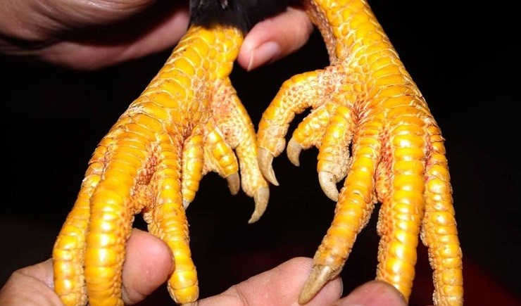 Gà chín cựa có bộ chân nhiều cựa, màu vàng rộm Gà chín cựa có bộ chân nhiều cựa, màu vàng rộm