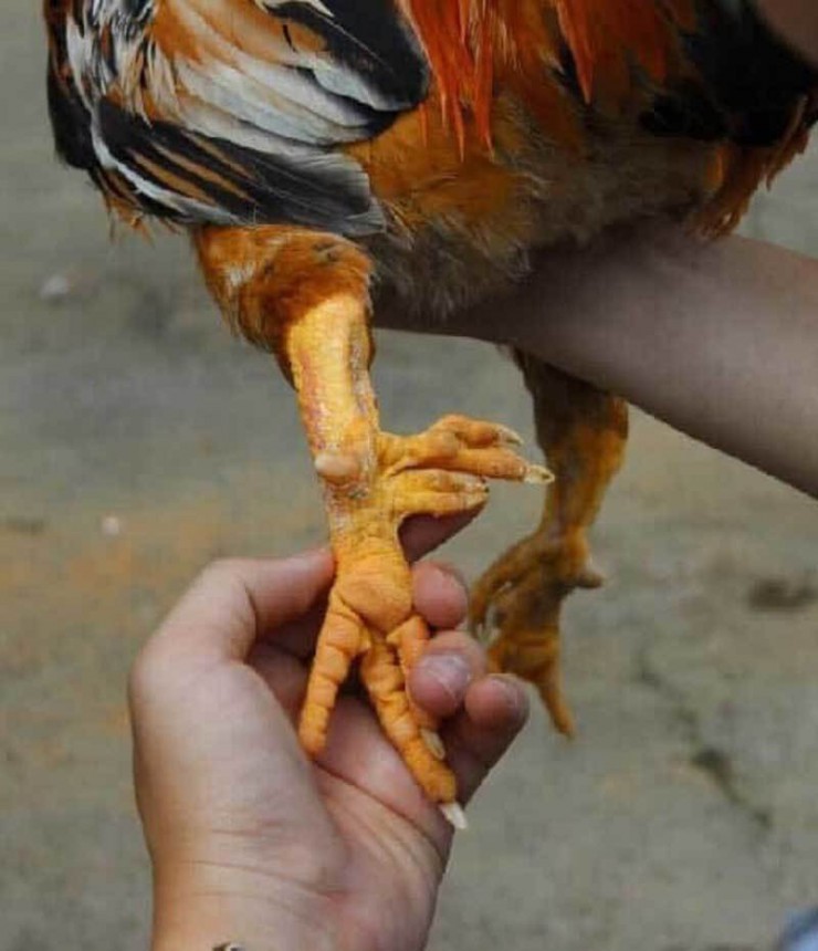 Những con gà có đủ 9 cựa giá lên tới hàng chục triệu đồng, còn loại gà 6-8 cựa giá khoảng trên dưới 1 triệu đồng/con Những con gà có đủ 9 cựa giá lên tới hàng chục triệu đồng, còn loại gà 6-8 cựa giá khoảng trên dưới 1 triệu đồng/con