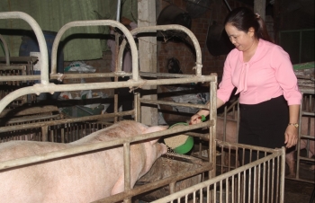 Giá heo hơi hôm nay 17/12 ít biến động, giá heo tại Trung Quốc giảm sốc dưới 70.000 đồng/kg