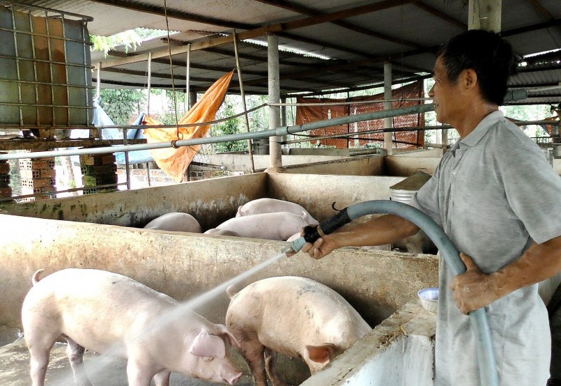 Diễn biến thị trường heo hơi lộ rõ những điểm bất thường do nhu cầu tiêu thụ giảm. 