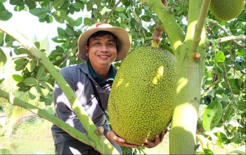 Cơn sốt mít Thái đã hạ nhiệt thương lái vào tận vườn đặt cọc săn hàng