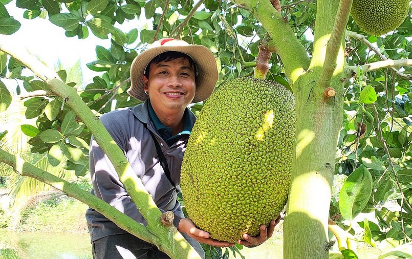 Người trồng mít các tỉnh ĐBSCL phấn khởi vì giá mít tăng cao, cho lợi nhuận lớn.