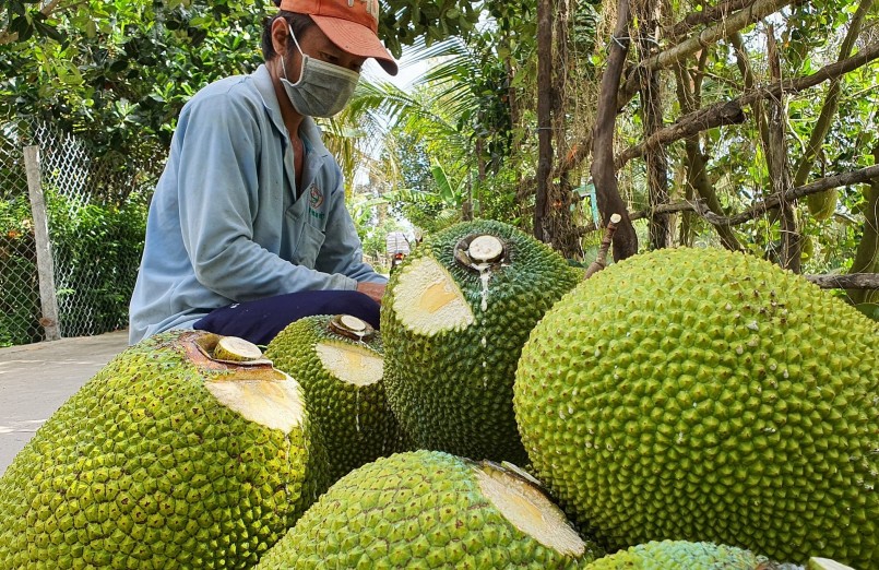 Hai ngày gần đây giá mít Thái đã hạ nhiệt.