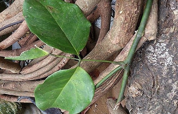 Cây dại trong rừng được ví như thần dược bí truyền là cây cỏ máu (kê huyết đằng) mọc nhiều ở các tỉnh miền núi phía Bắc nước ta. 