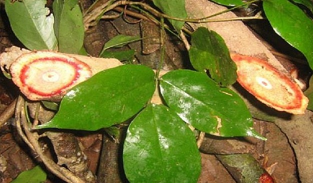 Thân và lá non cây cỏ máu có lông tơ mịn. Lá mọc so le nhau. 