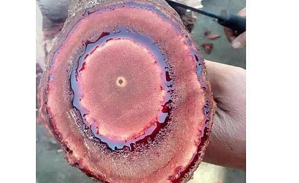 Cây dại trong rừng được ví như thần dược bí truyền là cây cỏ máu (kê huyết đằng) mọc nhiều ở các tỉnh miền núi phía Bắc nước ta. 