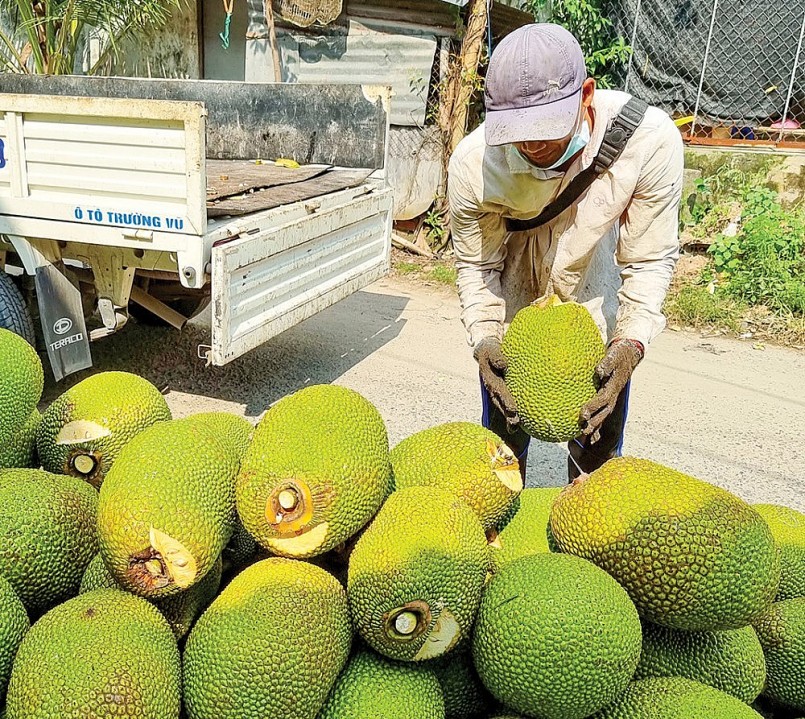 Nhu cầu tiêu thụ tăng cao, thương lái vào tận vườn thu gom mít Thái.