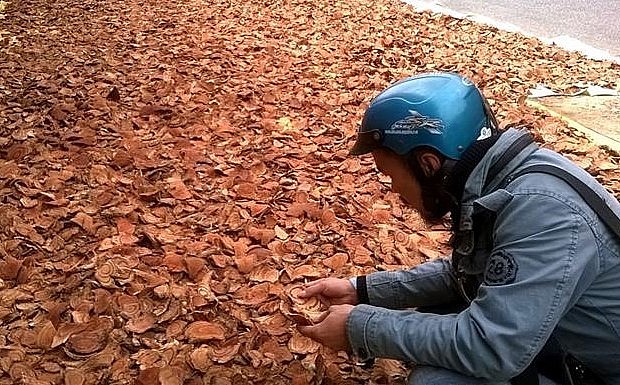 Anh Hùng (Đồng Nai) - một người chuyên đi “săn” kê huyết đằng cho biết, khi có hàng chỉ cần gọi cho thương lái là họ đến tận nơi mua với giá từ 1,5-2 triệu đồng/kg.