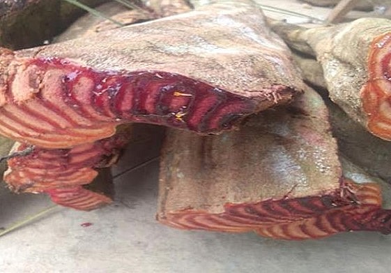 Trước kia, kê huyết đằng tươi có giá chỉ vài nghìn đồng/kg. Nhưng từ khi có thương lái Trung Quốc thu mua, giá được đẩy lên tới hàng trăm nghìn, thậm chỉ cả vài triệu đồng/kg.