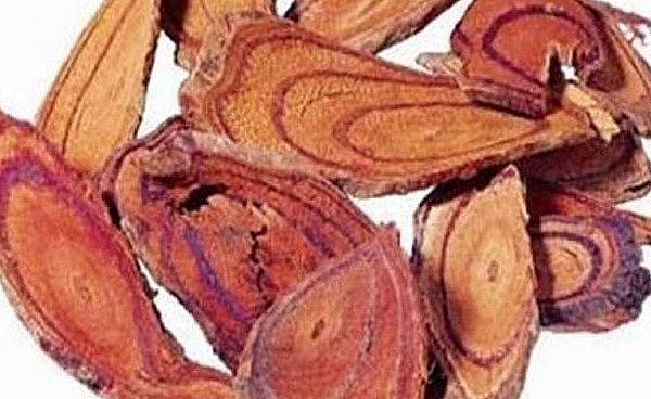 Cây cỏ máu dược liệu này có thể thu hái quanh năm nhưng tốt nhất là vào thời điểm từ tháng 8 đến tháng 10.