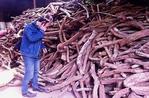 Cây cỏ máu bị khai thác tận diệt chất thành đống chờ thương lái tới lấy hàng.