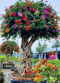 Những siêu phẩm hoa giấy ngũ sắc đổ bộ thị trường Tết, giá khủng sao ai cũng muốn đem về?