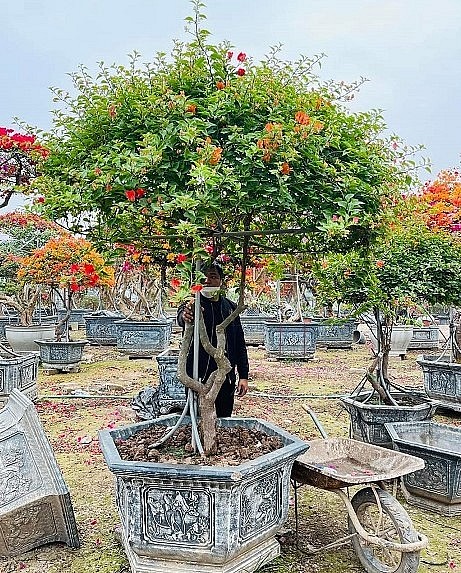 Hoa giấy ngũ sắc luôn thu hút sự quan tâm của người chơi hoa vào dịp Tết. Hoa giấy ngũ sắc luôn thu hút sự quan tâm của người chơi hoa vào dịp Tết.