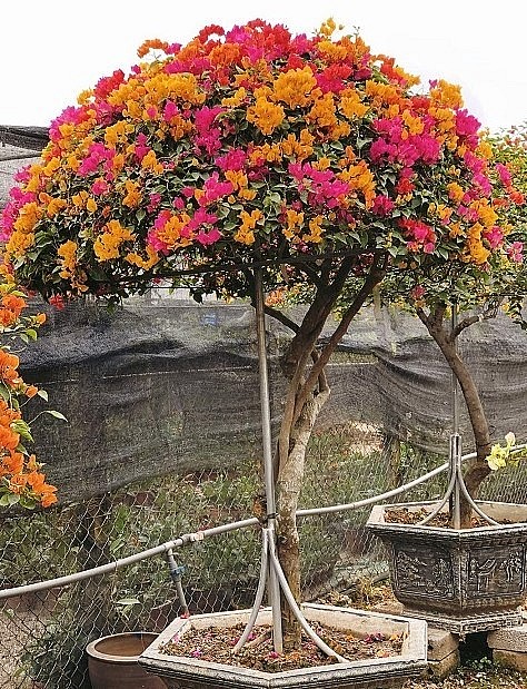 Khách hàng thường đến tận vườn để chọn cho mình những cây hoa đẹp nhất. Phần lớn khách hàng tìm mua những gốc hoa giấy ngũ sắc có giá từ 10-50 triệu đồng. Khách hàng thường đến tận vườn để chọn cho mình những cây hoa đẹp nhất. Phần lớn khách hàng tìm mua những gốc hoa giấy ngũ sắc có giá từ 10-50 triệu đồng.