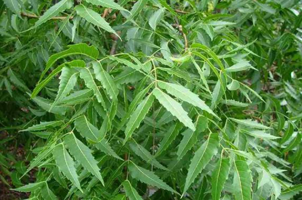 Bộ phận dùng chủ yếu của cây Sầu đâu là lá 