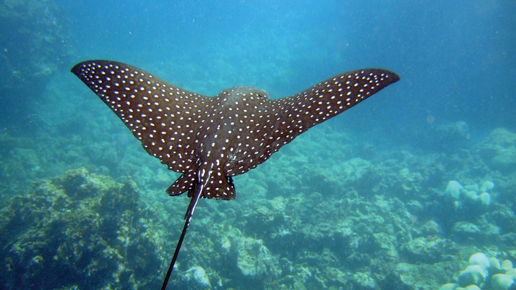 Đặc sản có tên độc lạ, quý hiếm đến mức ai muốn mua phải xếp hàng chờ đợi