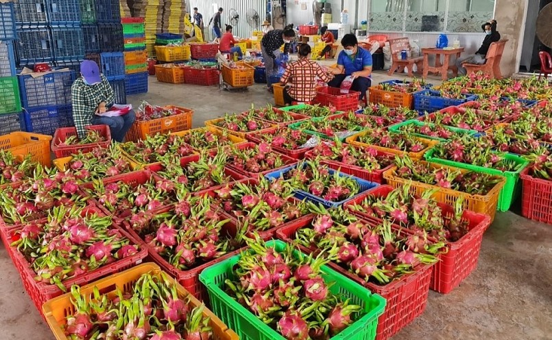 Giá thanh long sau một thời gian giảm sâu bất ngờ tăng cao kỷ lục.