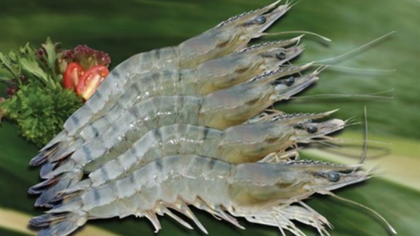 Thái Lan có thể tăng nhập khẩu tôm để đáp ứng nhu