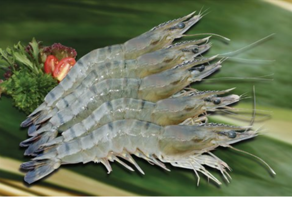 Thái Lan có thể tăng nhập khẩu tôm để đáp ứng nhu